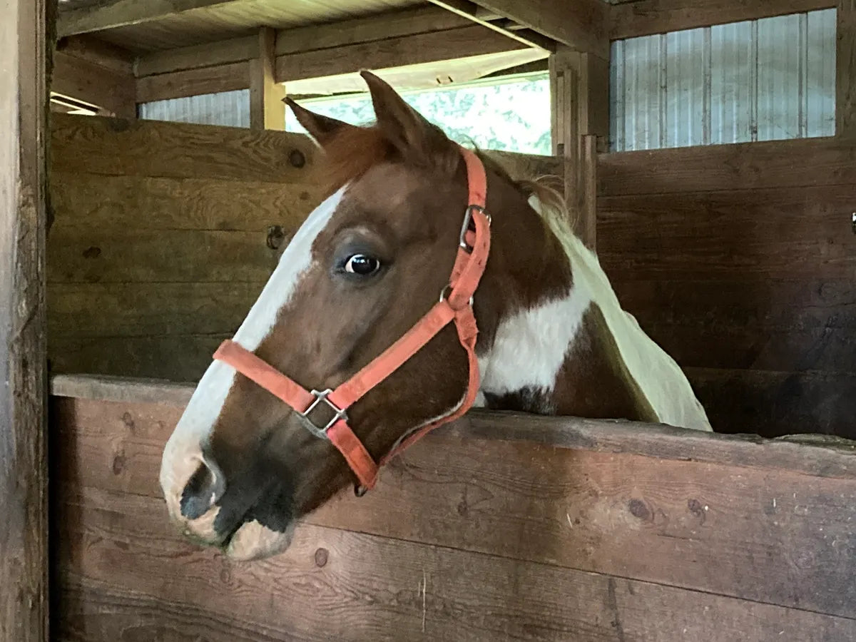 About – Son Rise Ranch