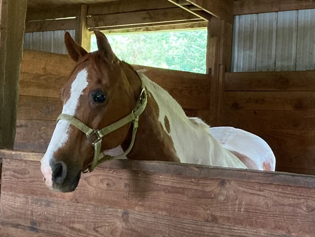 About – Son Rise Ranch