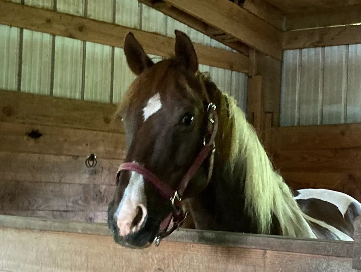 About – Son Rise Ranch
