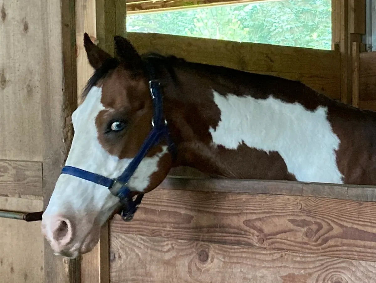 About – Son Rise Ranch